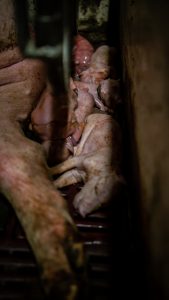 DSC02644