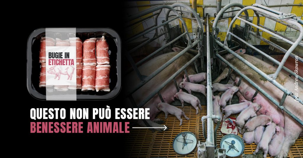 Bugie in Etichetta