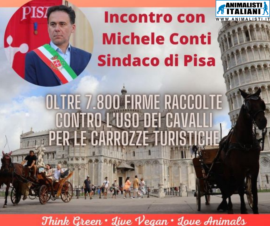 PISA ABOLISCA LE CARROZZE TRAINATE DAI CAVALLI: CALENDARIZZATO INCONTRO TRA IL SINDACO E GLI ANIMALISTI
