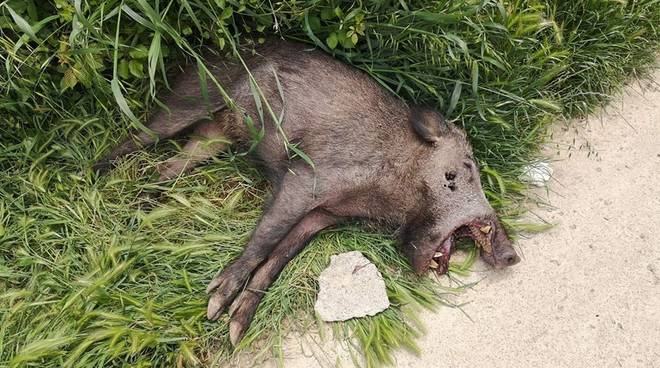 GATTI E CINGHIALI AVVELENATI ALL’INSUGHERATA