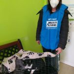 Foto Sterilizzazioni e recuperi animali_Roma (1) Foto Sterilizzazioni e recuperi animali_Roma (1)