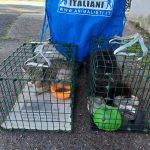 Foto Sterilizzazioni e recuperi animali_Roma (7) Foto Sterilizzazioni e recuperi animali_Roma (7)