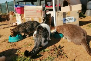 RACCOLTA CIBO PER GLI ANIMALI: APPUNTAMENTO FISSO OGNI VENERDì CON GLI ANIMALISTI ITALIANI DAVANTI AI PET STORE DELLA CAPITALE