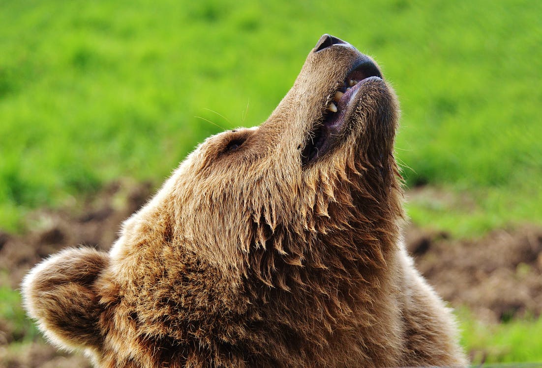 Orso