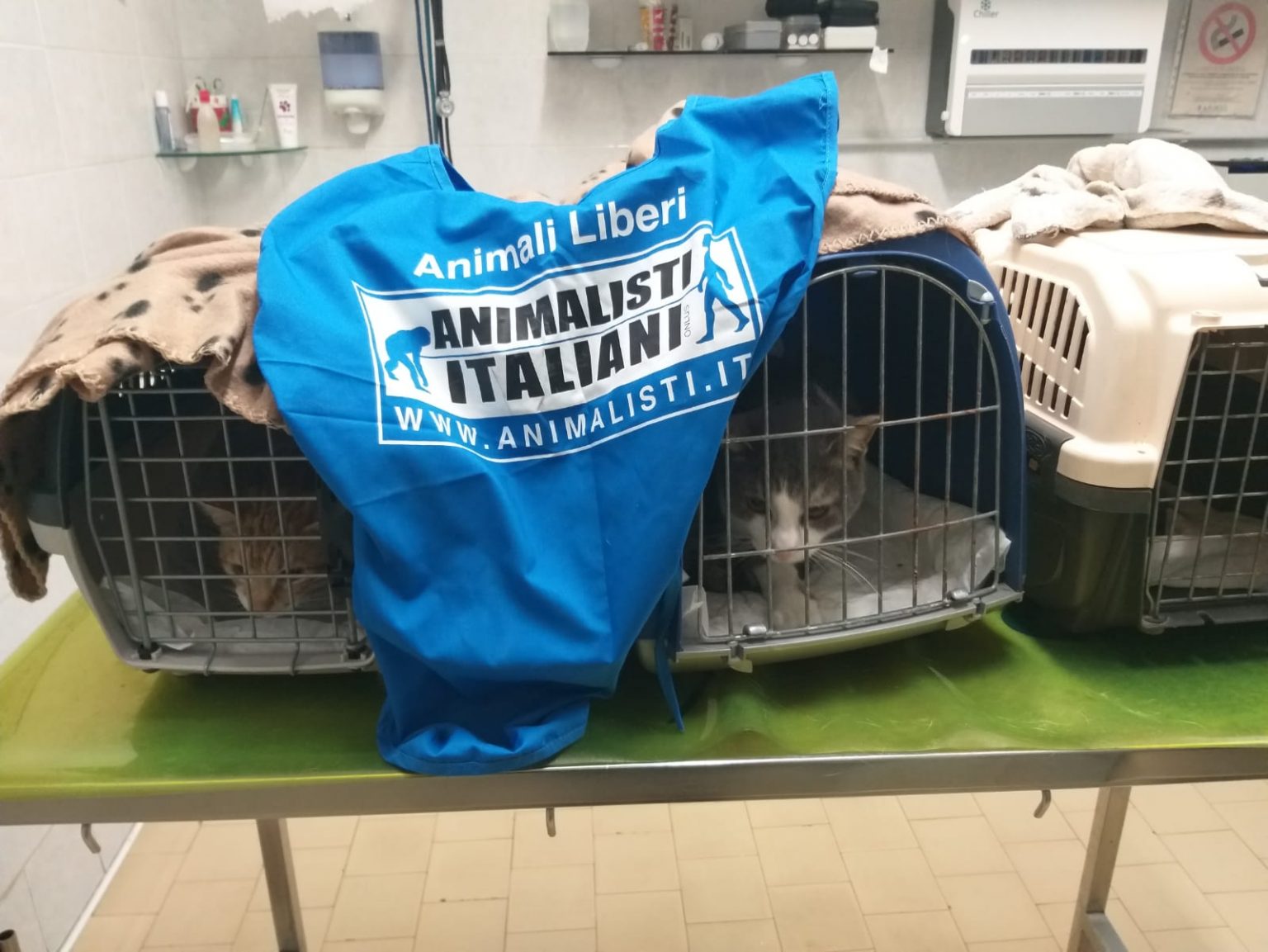 Foto-sterilizzazioni-e-recuperi-animali_Roma-1536x1153