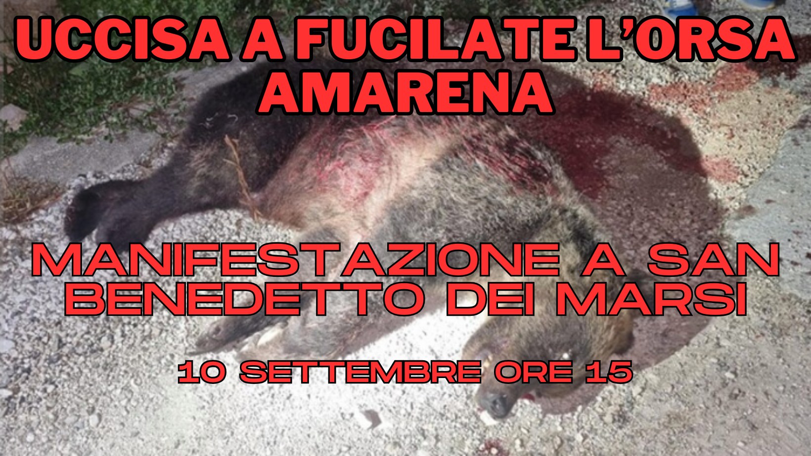 Amarena