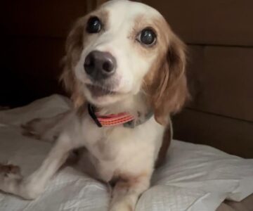 BIMBA