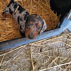 Cuccioli superstiti (1)