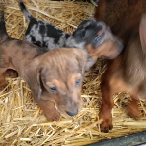 Cuccioli superstiti (2)