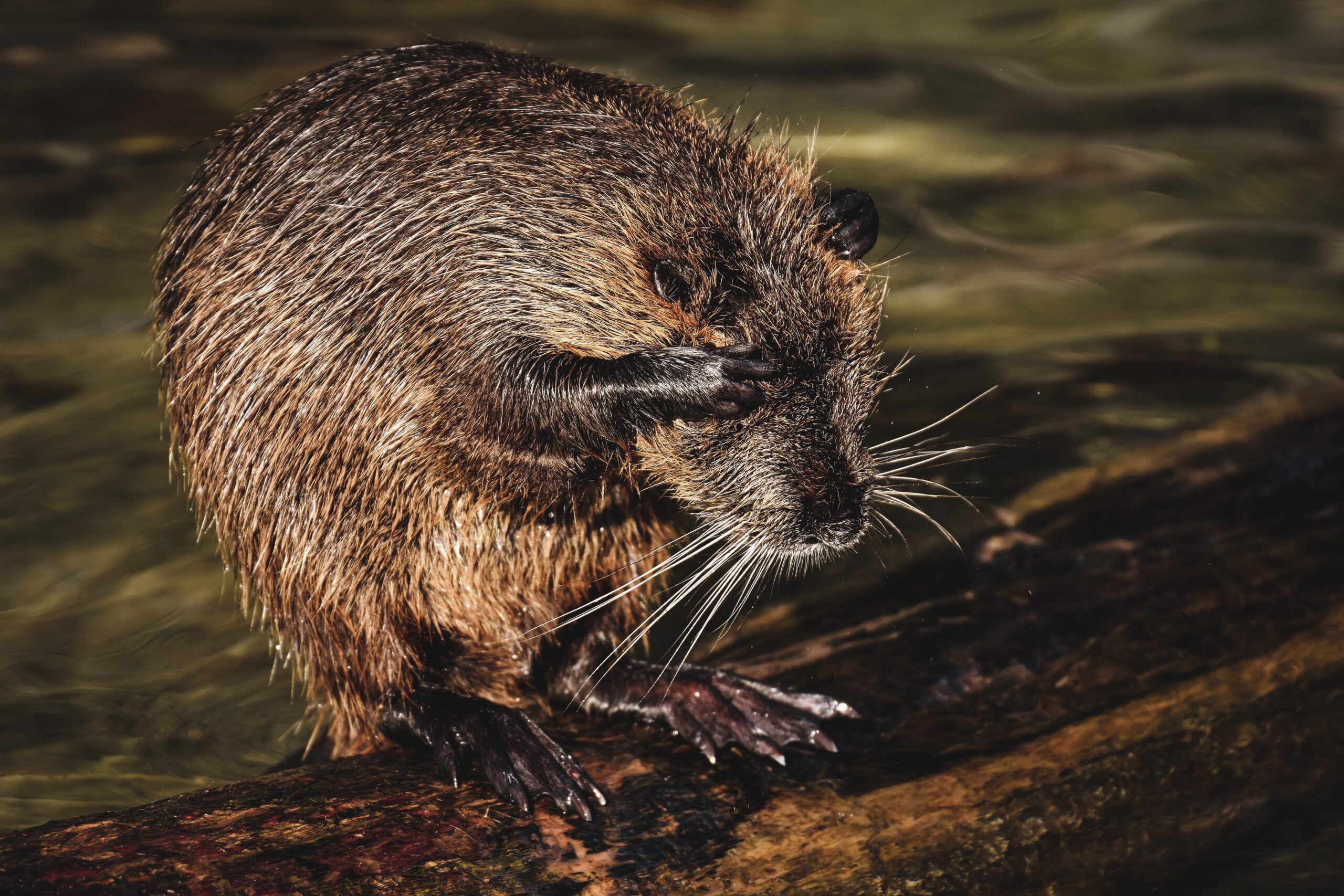 Nutria