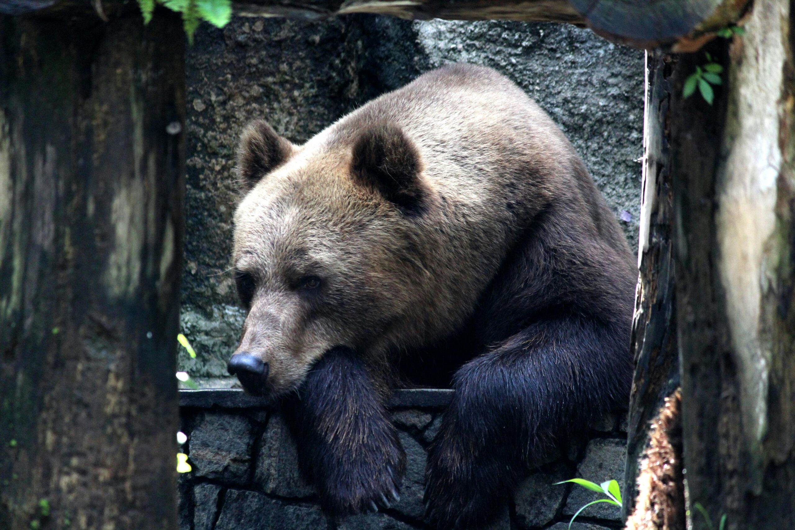 Orso