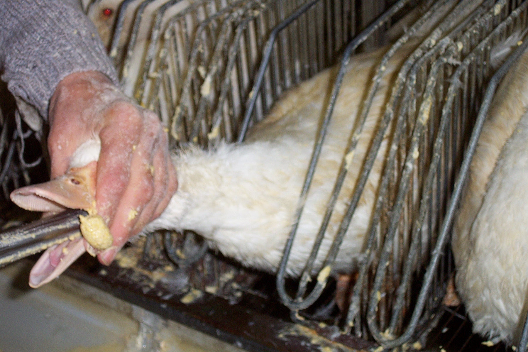 Mulard_duck_being_force_fed_corn_in_order_to_fatten_its_liver_for_foie_gras_production