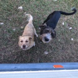 Jonny e Lucky, due randagetti a Valona