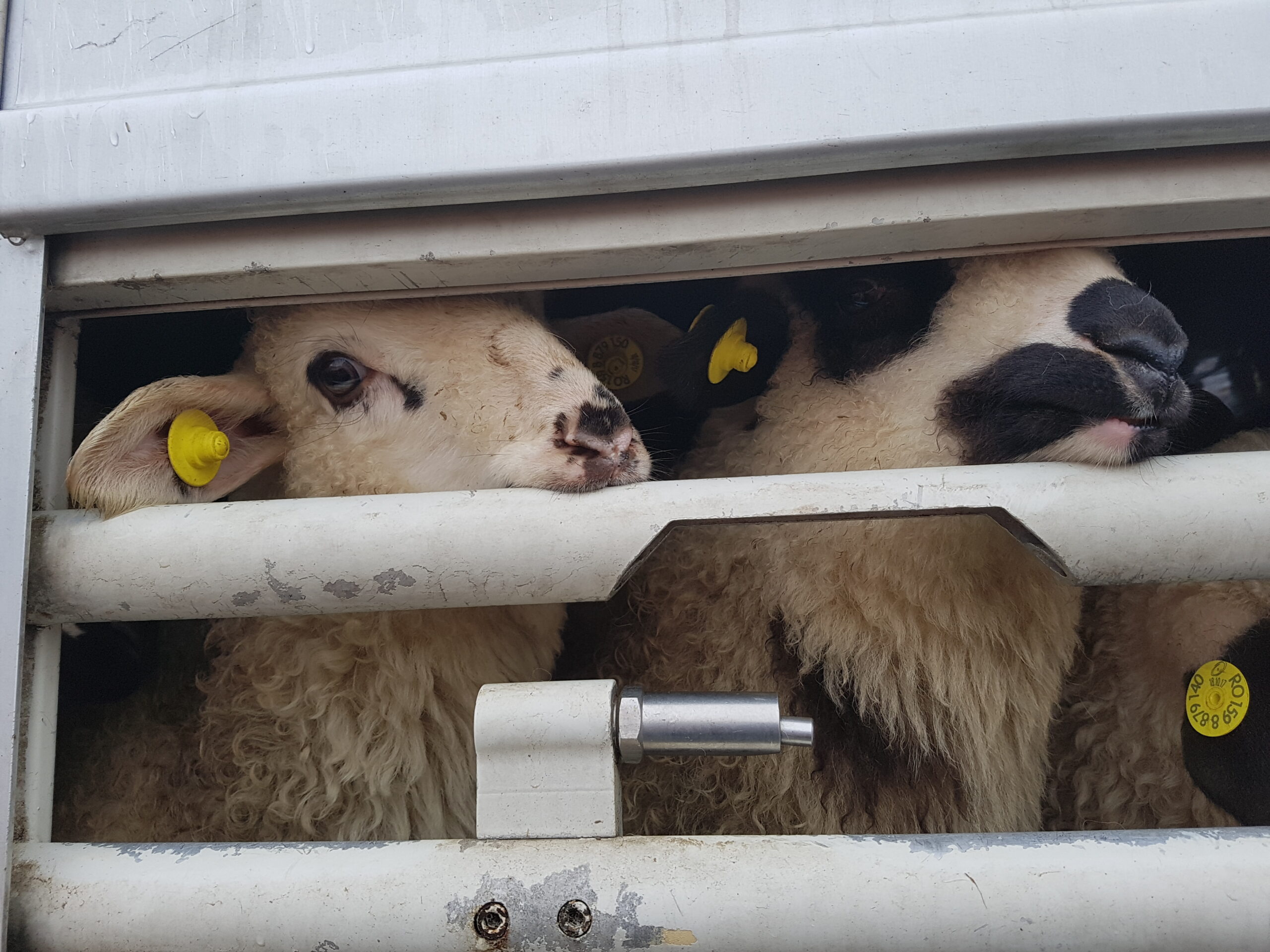 Live exports in EU - for BLE Day 2024 - Credit_ AWF_93715_Animal Welfare Foundation