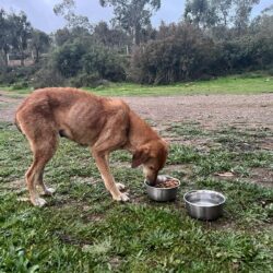 Uno dei cani salvati al Beldi Refuge Morocco