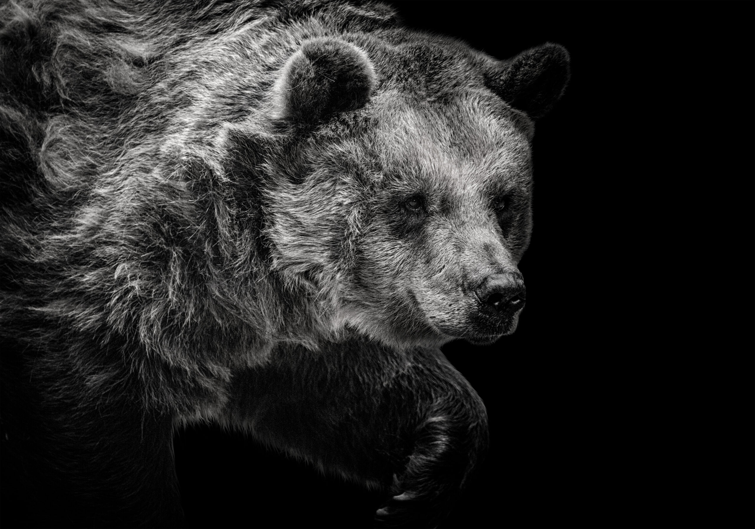 A-hunting-bear-579877