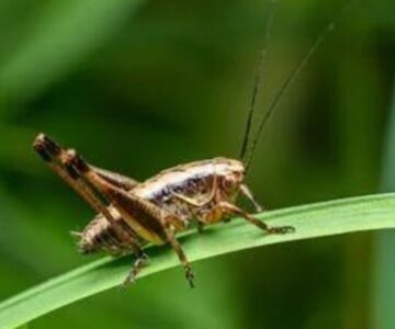 Insetti non nel piatto, ma in natura!