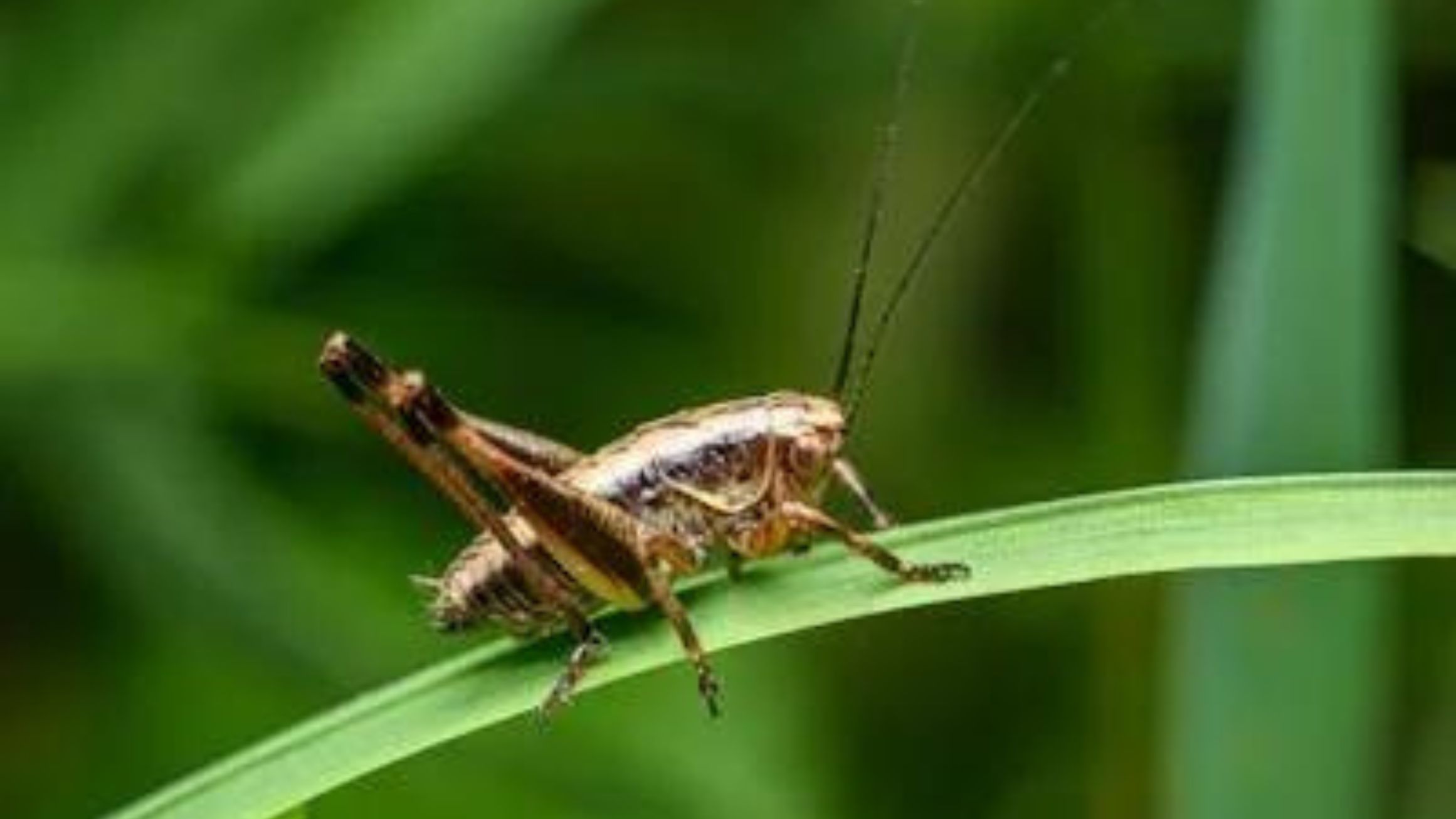 Insetti non nel piatto, ma in natura!