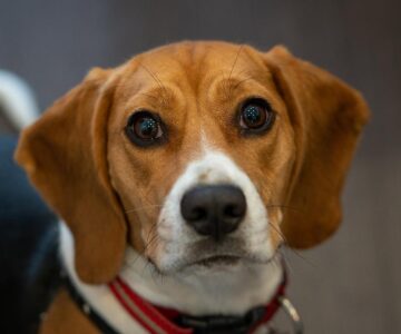 closeup-shot-of-a-cute-little-dog-walking-in-the-p-2025-02-11-21-12-38-utc-1740851519581.jpeg--manifestazioni_in_tutta_italia__il_22_marzo_torino_in_piazza_contro_la_vivisezione_su_beagle