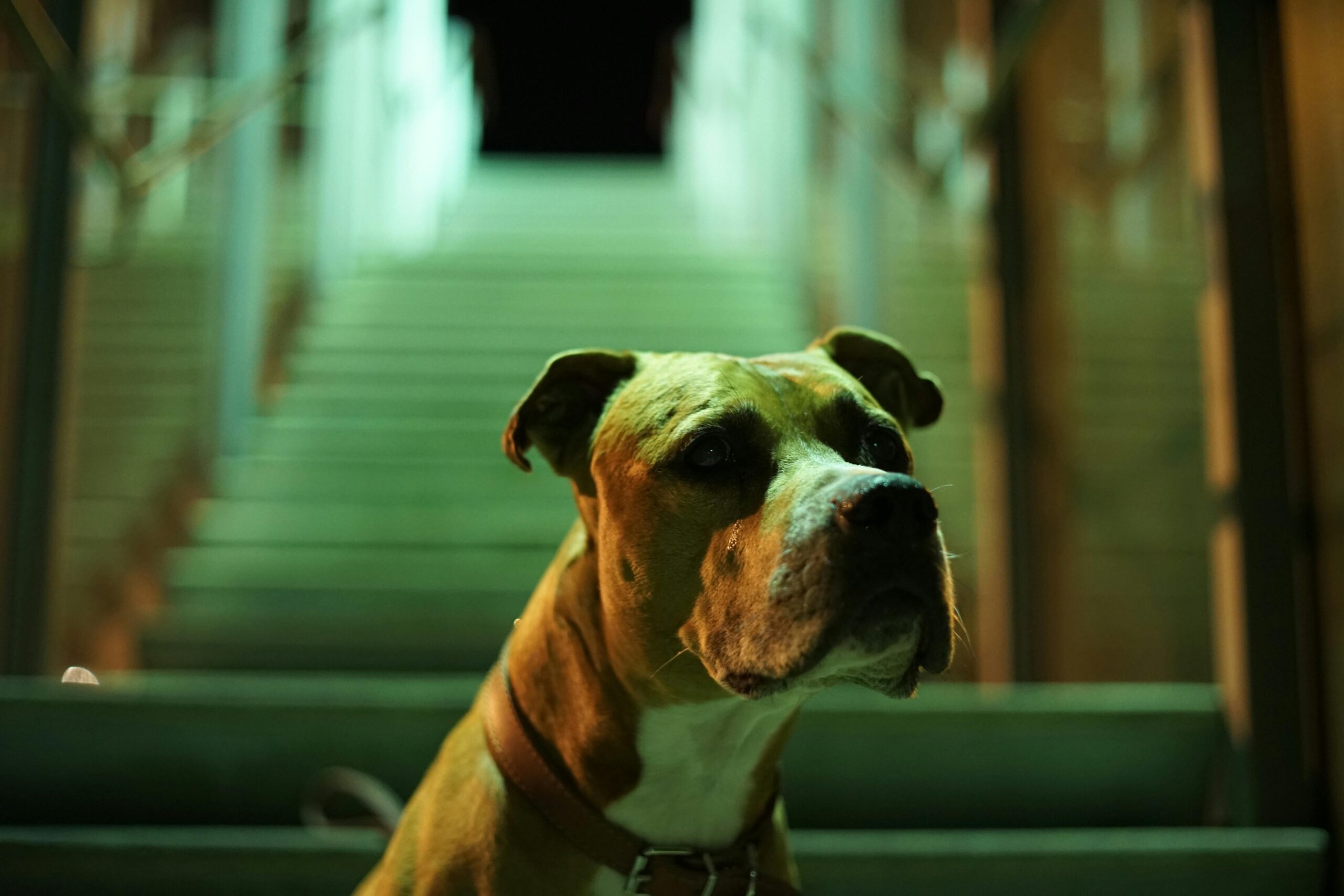 pexels-nancho-166144-1553797