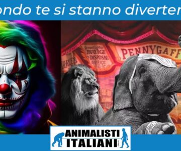 post-facebook-circo-sito-1024x535
