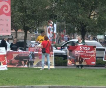stop corrida Cattura