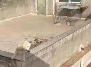 Cani Sciacca sfocatura