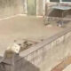 Cani Sciacca sfocatura